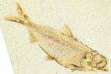 Plate With Two Fossil Fish (Knightia) - Wyoming #367488-2